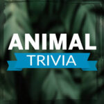 Trivia Animais